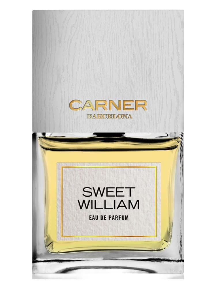 Carner Barcelona Sweet William